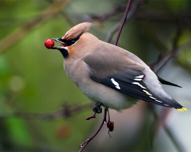 waxwing221112 Waxwing Douglas, Isle of Man