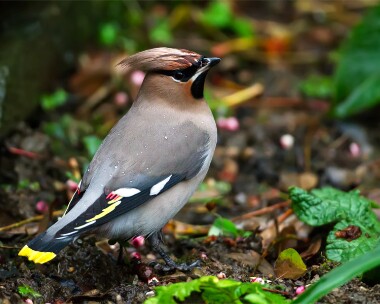 waxwing221112b Waxwing Douglas, Isle of Man
