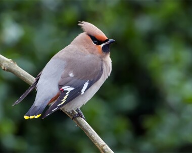waxwing241112 Waxwing Port Erin, Isle of Man
