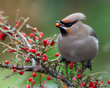 waxwing241112b Waxwing Port Erin, Isle of Man