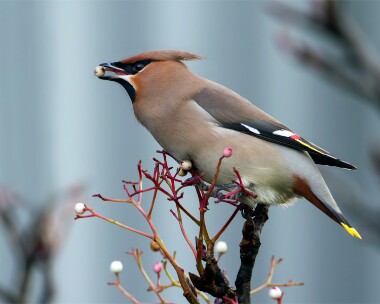 waxwing251112 Waxwing Ramsey, Isle of Man