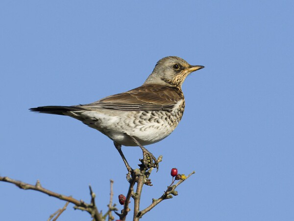 Thrushes