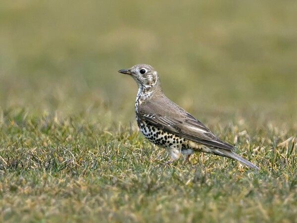 Mistle Thrush