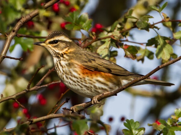 Redwing