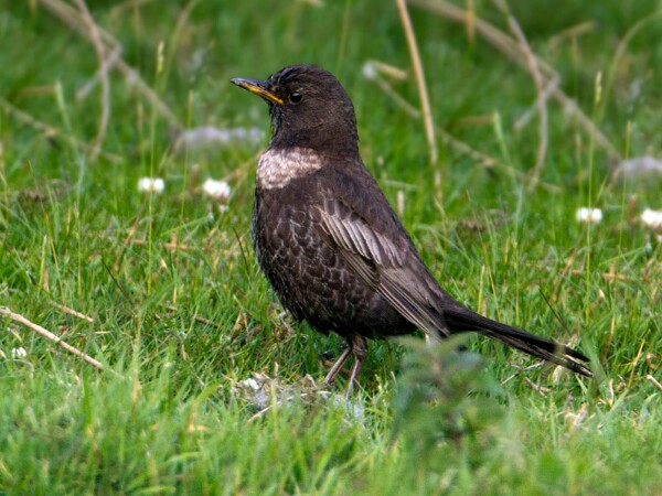 Ring Ouzel