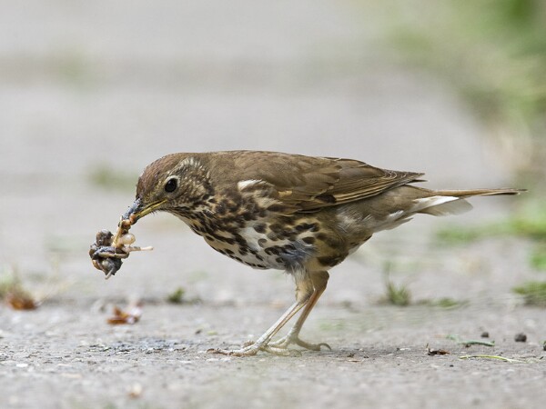 Song Thrush