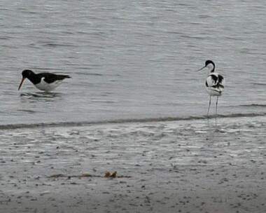 avocet Avocet Langness, Isle of Man