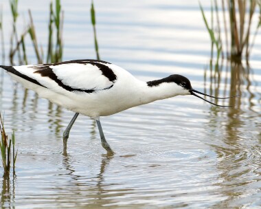 avocet080512 Avocet Cley, Norfolk