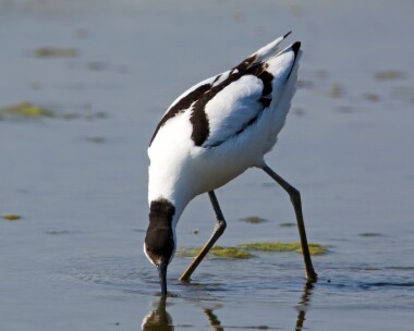 avocet190510 Avocet Cley, Norfolk