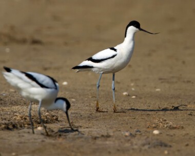 avocet190510b Avocet Cley, Norfolk