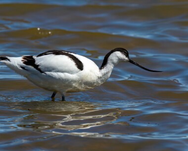 avocet190510d Avocet Cley, Norfolk