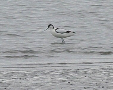 avocet2 Avocet Langness, Isle of Man