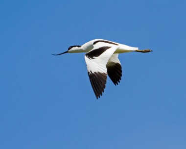 avocet210510 Avocet Cley, Norfolk