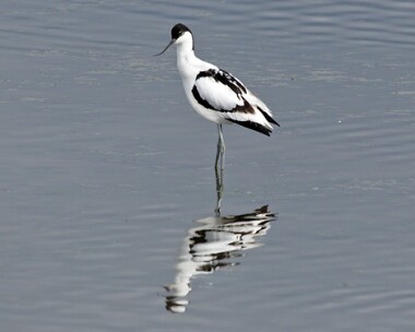 avocet3 Avocet Marshside, Merseyside