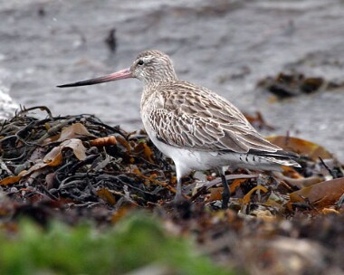 bartailedgodwit15 Bar-tailed Godwit Fort Island, Isle of Man