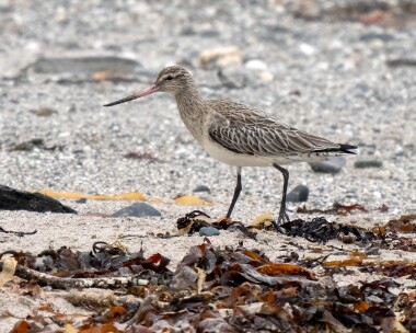 bartailedgodwit181025 Bar-tailed Godwit Langness, Isle of Man