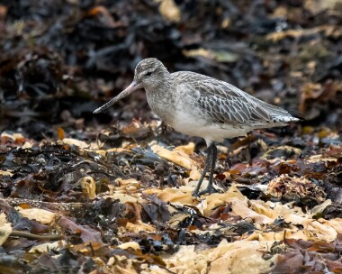 bartailedgodwit181025b Bar-tailed Godwit Langness, Isle of Man