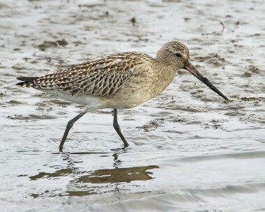 bartailedgodwit191013 Bar-tailed Godwit Titchwell, Norfolk