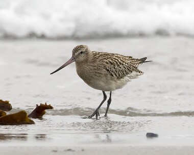 bartailedgodwit221009 Bar-tailed Godwit Sandwick, Isle of Man