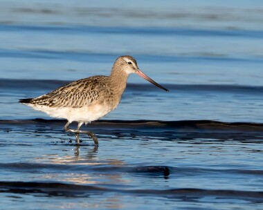 bartailedgodwit261116 Bar-tailed Godwit Derbyhaven, Isle of Man