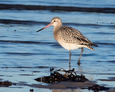 bartailedgodwit261116b Bar-tailed Godwit Derbyhaven, Isle of Man