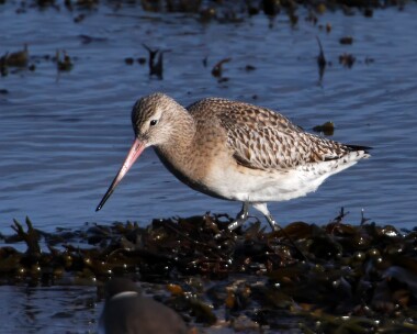 bartailedgodwit311209 Bar-tailed Godwit Derbyhaven, Isle of Man