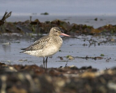 bartg280407 Bar-tailed Godwit Sandwick, Isle of Man