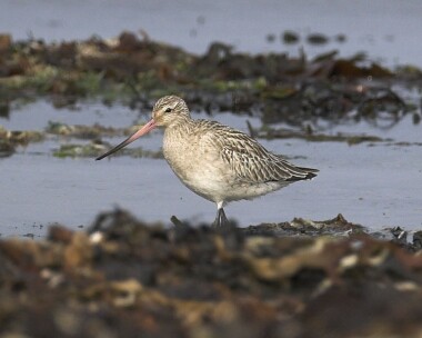 bartg280407b Bar-tailed Godwit Sandwick, Isle of Man