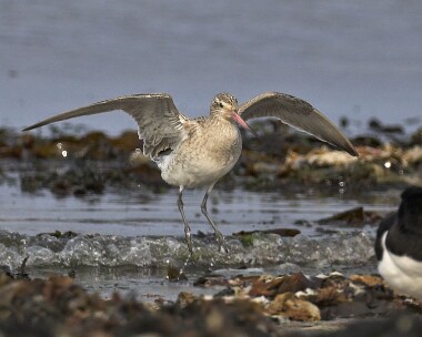 bartg280407c Bar-tailed Godwit Sandwick, Isle of Man