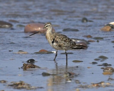 bartg290407 Bar-tailed Godwit Smeale, Isle of Man