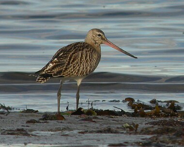 bartg8 Bar-tailed Godwit Langness, Isle of Man