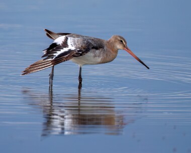 blacktailedgodwit020710 Black-tailed Godwit Titchwell, Norfolk