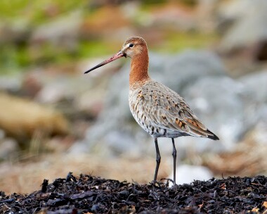 blacktailedgodwit060311 Black-tailed Godwit Langness, Isle of Man