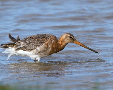 blacktailedgodwit160510b Black-tailed Godwit Cley, Norfolk