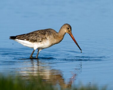 blacktailedgodwit160510d Black-tailed Godwit Cley, Norfolk