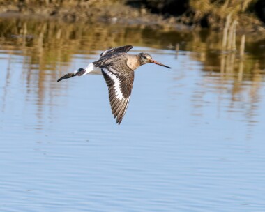 blacktg100425 Black-tailed Godwit Cley, Norfolk