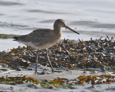 blacktg141007 Black-tailed Godwit Derbyhaven, Isle of Man (Record Shot)