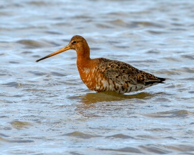 blacktg160510 Black-tailed Godwit Cley, Norfolk