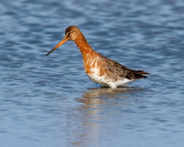 blacktg160510h Black-tailed Godwit Cley, Norfolk