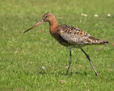 blacktg2new Black-tailed Godwit Castletown, Isle of Man