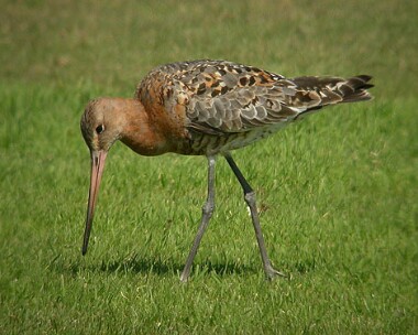 blacktg3 Black-tailed Godwit Castletown, Isle of Man