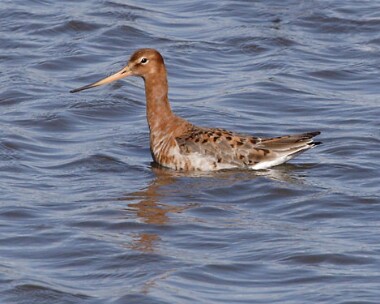 blacktg4 Bar-tailed Godwit Inner Marsh Farm, Wirral