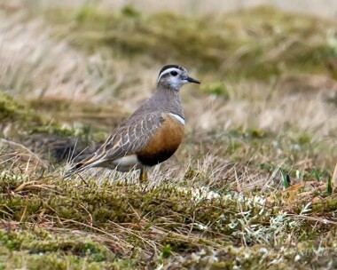 dotterel030614 Dotterel Carn Ban Mor, Scotland