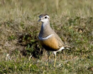 dotterel050607d Dotterel Ballaghennie, Isle of Man
