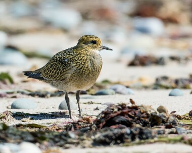 goldenplover010815 Golden Plover Smeale, Isle of Man