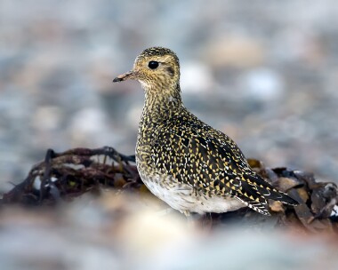 goldenplover011016 Golden Plover Smeale, Isle of Man