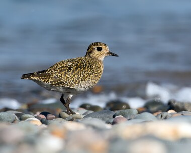 goldenplover031015 Golden Plover Ballaghennie, Isle of Man