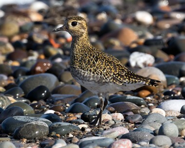 goldenplover031015b Golden Plover Ballaghennie, Isle of Man
