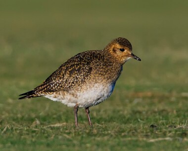 goldenplover070110 Golden Plover Langness, Isle of Man