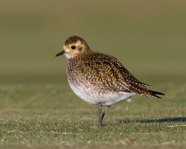 goldenplover070110b Golden Plover Langness, Isle of Man